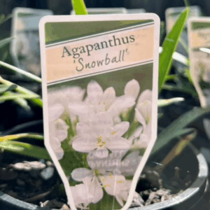 AGAPANTHUS 'Snowball'