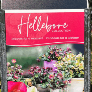HELLEBORUS glandorfensis Varieties