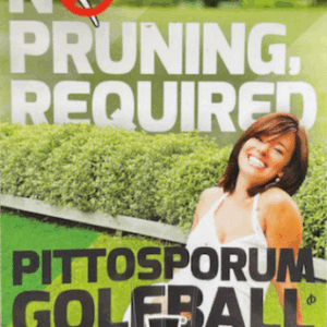 PITTOSPORUM 'Golf Ball'