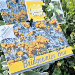 CHRYSOCEPHALUM apiculatum 'Bridgewater Bay'