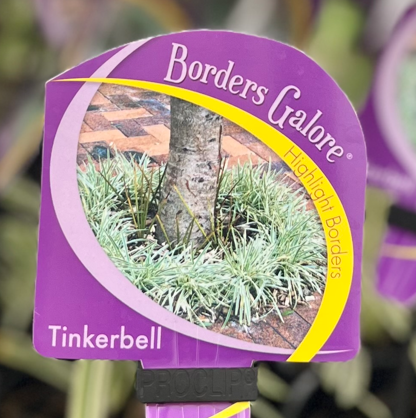 AGAPANTHUS 'Tinkerbell' (Dwarf Variegated)
