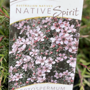 LEPTOSPERMUM 'Pink Cascade'