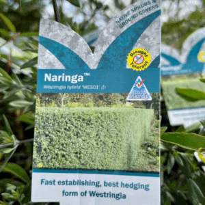 WESTRINGIA 'Naringa'