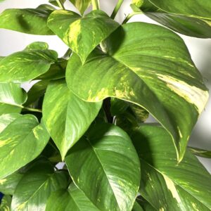 EPIPREMNUM aureum (Devils Ivy)