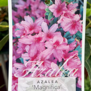 AZALEA indica 'Magnifica'