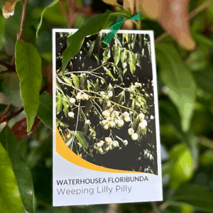 WATERHOUSIA floribunda (Weeping Lilly Pilly)