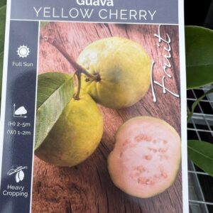 Psidium lucidium 'Yellow Cherry Guava'