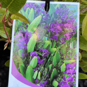 HARDENBERGIA violacea 'Mini Ha Ha'