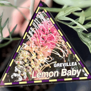GREVILLEA banksii 'Lemon Baby'