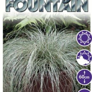 Carex ‘Frosty Fountain’