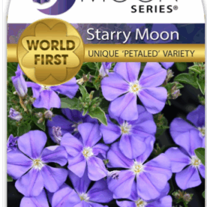 CONVOLVULUS 'Starry Moon'