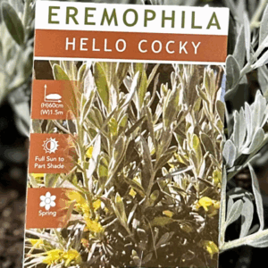 EREMOPHILA glabra 'Hello Cocky'