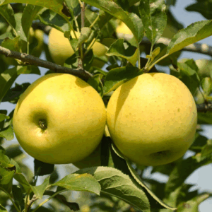 APPLE 'Golden Delicious'