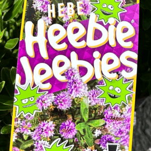 HEBE 'Heebie Jeebies'
