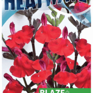 SALVIA ‘Heatwave Blaze’