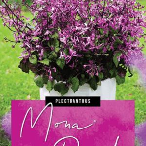 PLECTRANTHUS 'Mona Pink'