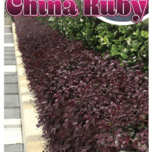 LOROPETALUM 'Little China Ruby'