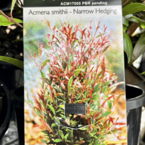 ACMENA smithii 'Pencil Red' PBR