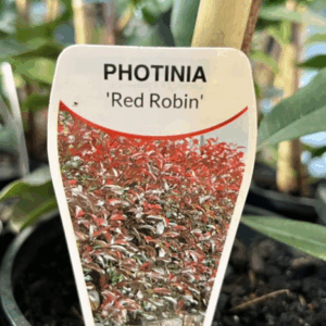 PHOTINIA 'Red Robin'