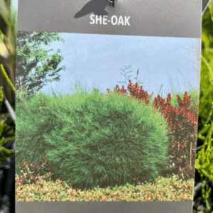 CASUARINA glauca 'Greenwave'