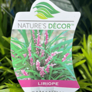LIRIOPE muscari 'Samantha'