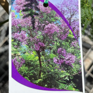 JACARANDA mimosifolia
