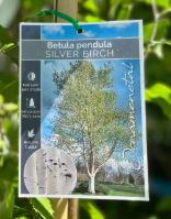 BETULA pendula alba (Silver Birch)