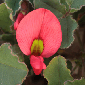 Kennedia prostrata 'Running Postman'