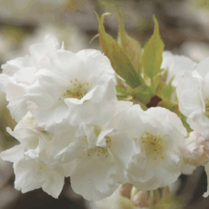 PRUNUS 'Mt Fuji' (White Flowering Cherry)