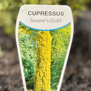 CUPRESSUS sempervirens 'Swane's Golden'