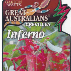 Grevillea rhyolitica Inferno
