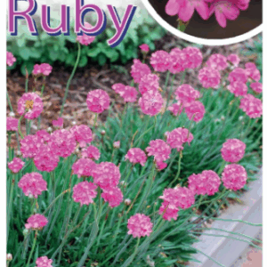 ARMERIA 'Bees Ruby'