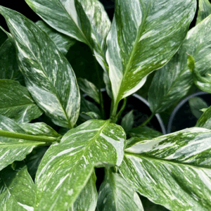 SPATHIPHYLLUM 'Jet Diamond'