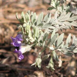 EREMOPHILA glabra 'Silver Flame'