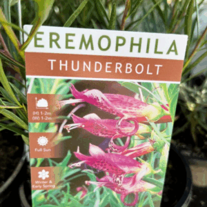 EREMOPHILA 'Thunderbolt'