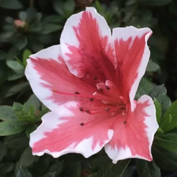 Evergreen Exotic Shrubs