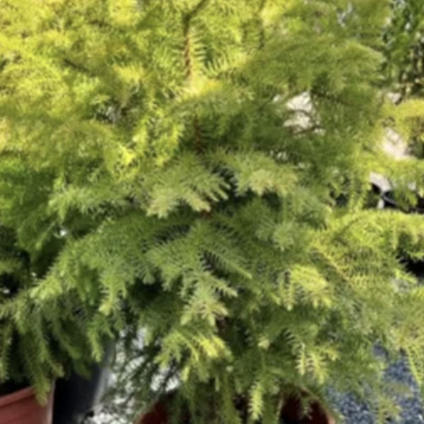 Evergreen Trees
