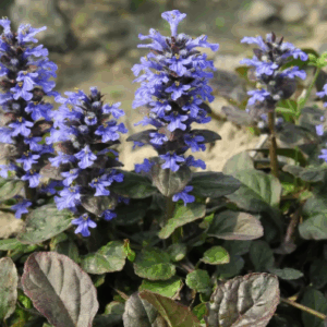 AJUGA reptans