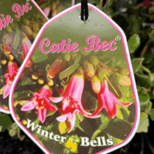 CORREA hybrid 'Catie Bec'