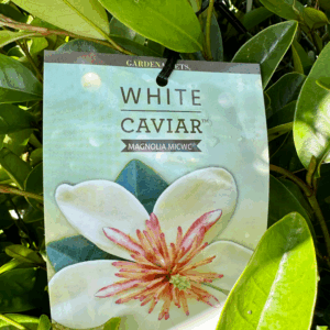 MAGNOLIA 'White Caviar'