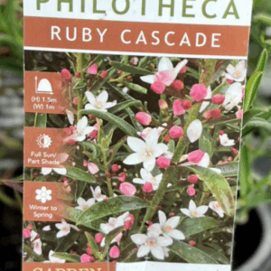 PHILOTHECA 'Ruby Cascade'