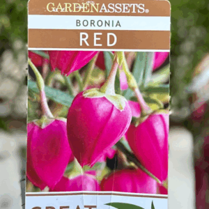 BORONIA heterophylla 'Red'