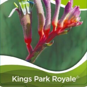 ANIGOZANTHOS 'Hybrid Kings Park Royale' (Kangaroo Paw)
