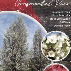 PYRUS calleryana 'Mini Capital'
