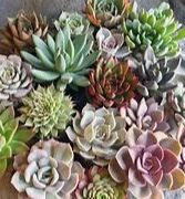 Assorted Succulents & Cactus
