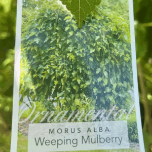 MORUS alba pendula (Weeping Mulberry)