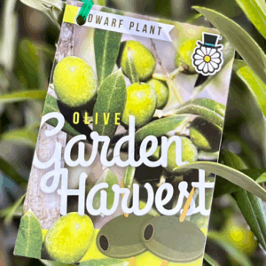 Olea europaea 'Garden Harvest' (Dwarf olive)
