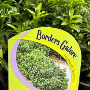EUONYMUS 'Tom Thumb'