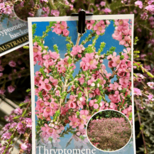 THRYPTOMENE Baeckeacea