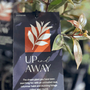 SYZYGIUM 'Up and Away' (Lilly Pilly)